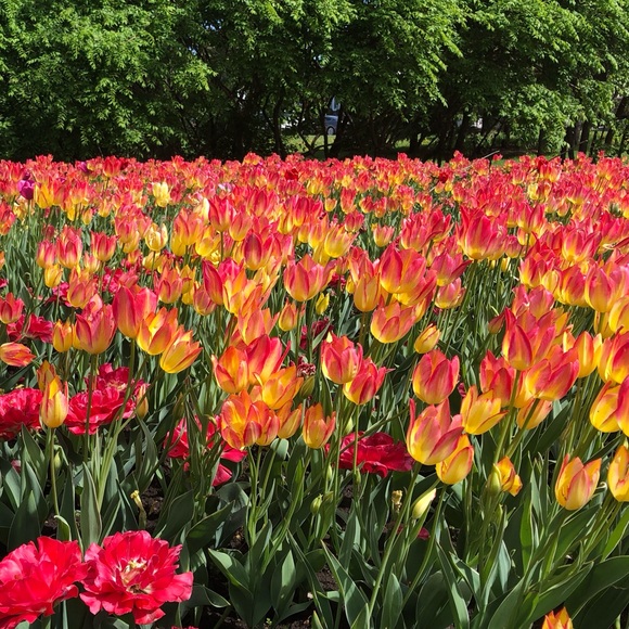 Meet your Posher, Tracey - Picture 2 of 2